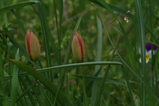 Tulipa whittalliiBalkantulp bestellen